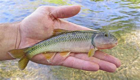 cub fish|Chub .